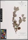 Foto von Salix caprea L.